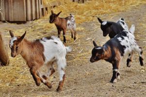 goat family (from BC SPCA)